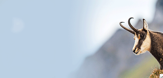Gams (Gamswild)
