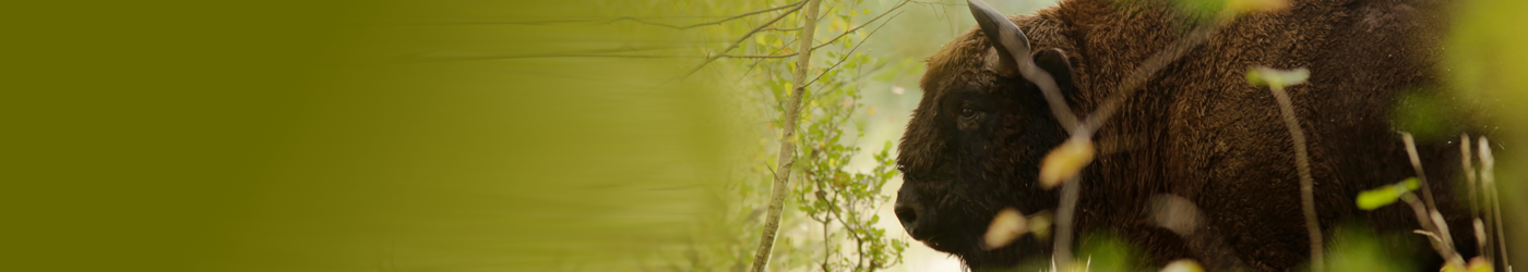 Jagdreisen nach Polen