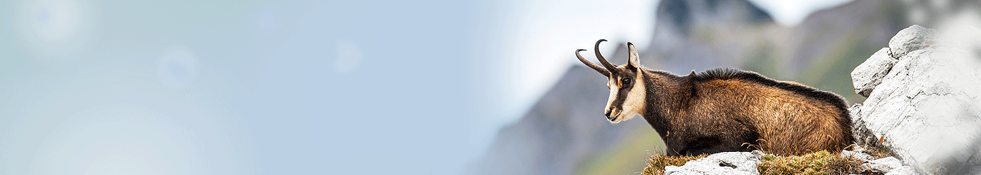 Gams (Gamswild) Jagdreisen