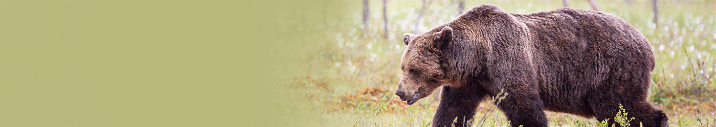 Jagdreiseland Bulgarien