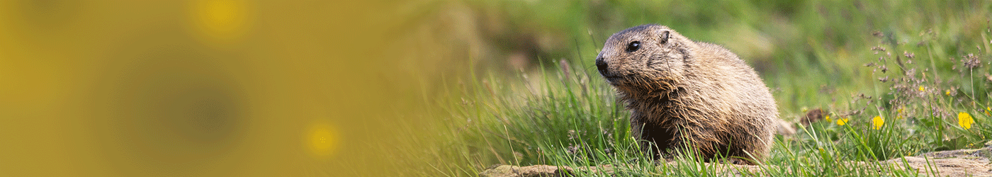 Jagdreisekand Österreich