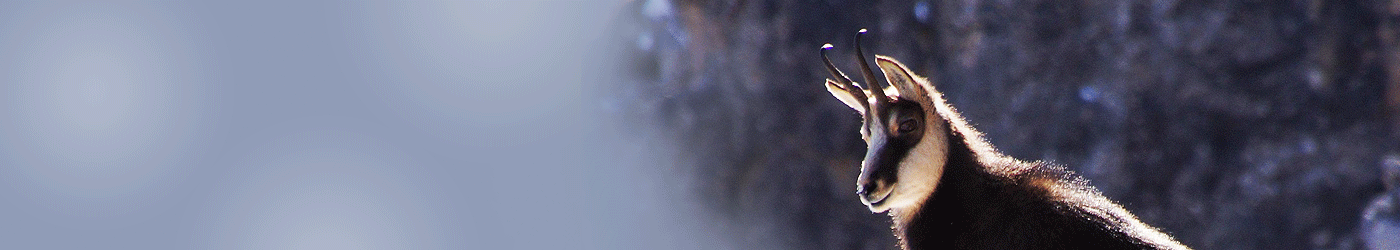 Jagdreiseland Slowenien