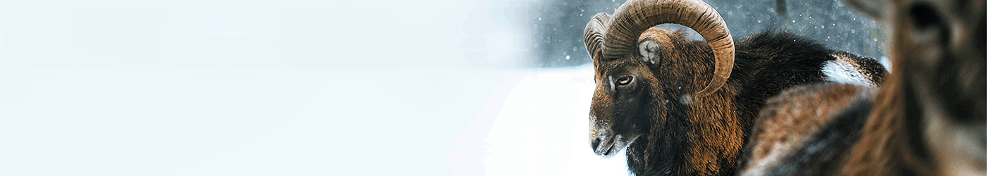 Jagdreiseland Tschechien