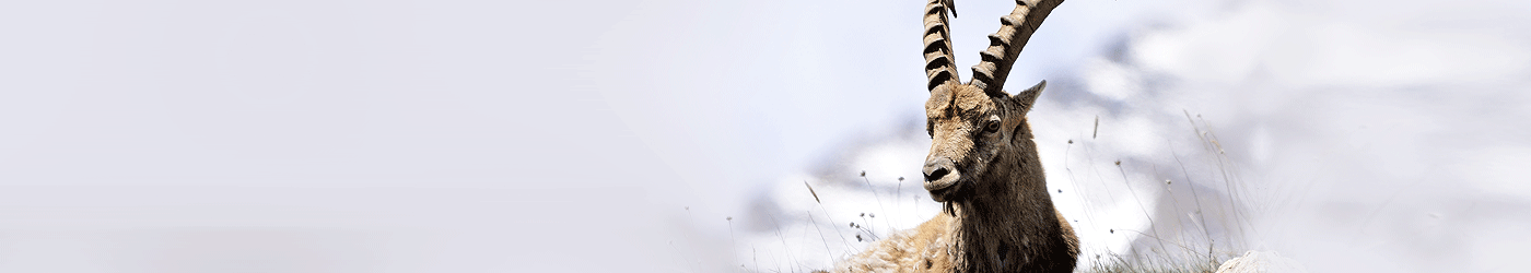 Jagdreiseland Türkei