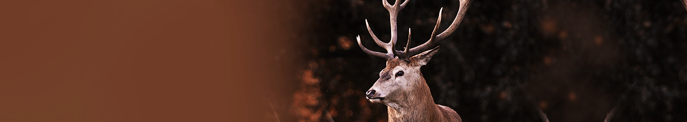 Rothirsch (Rotwild) Jagdreisen