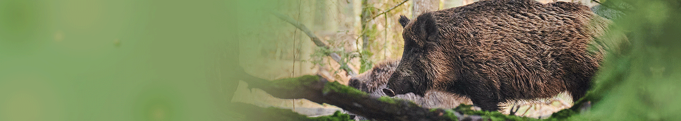 Schwarzwild (Wildschwein) Jagdreisen